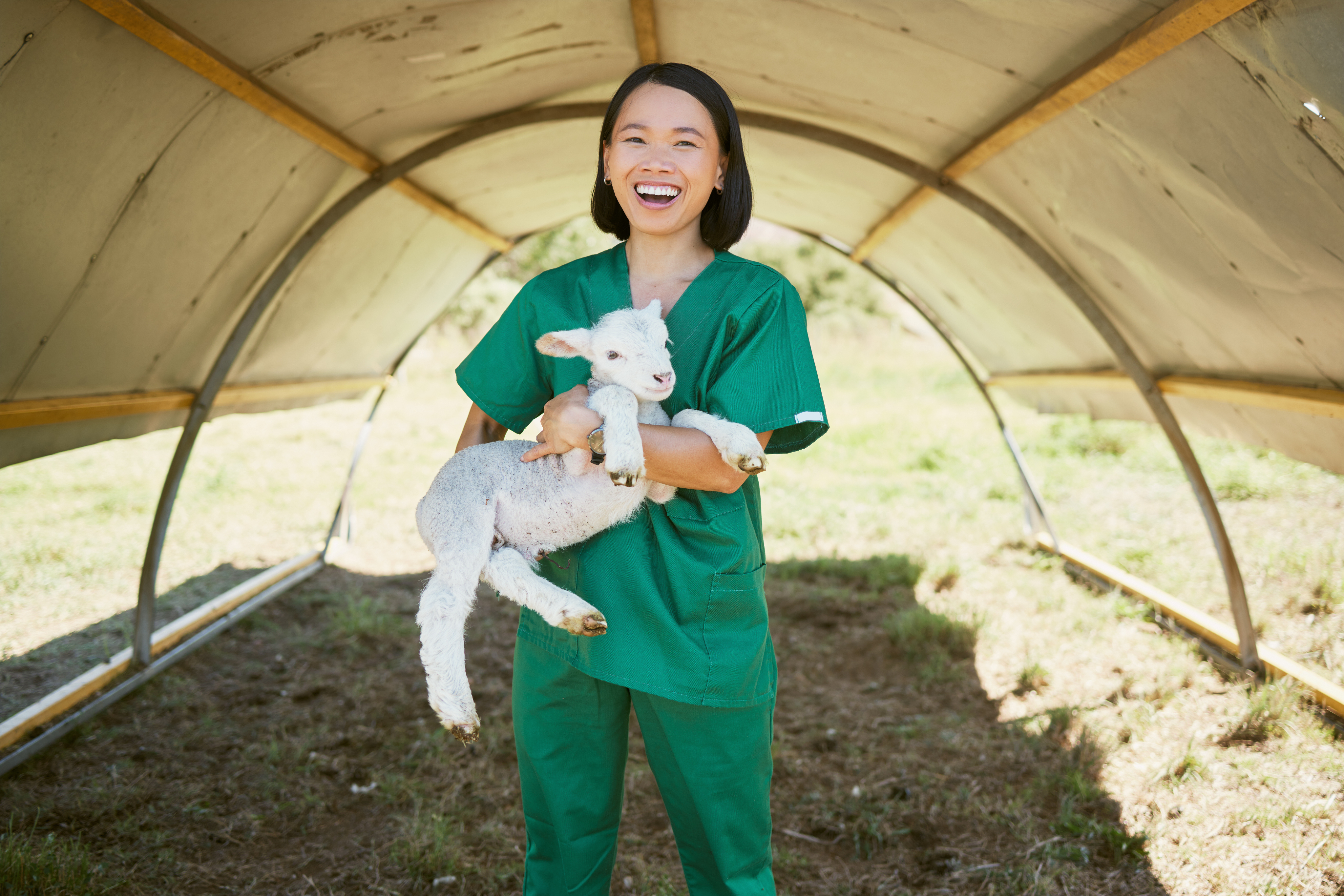 Vet carrying a lamb